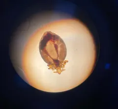 Dog Sucking Louse thumbnail 4