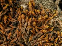 Revolute Hypnum Moss thumbnail 3