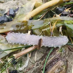 Pyrosoma atlanticum thumbnail 1