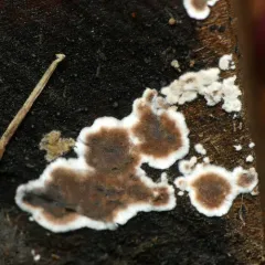 Giraffe Spots thumbnail 3