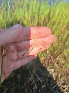 Pendantgrass thumbnail 4