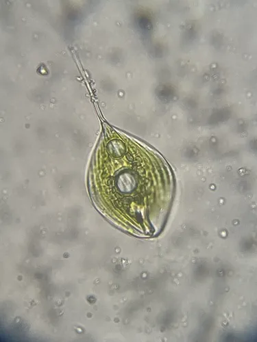 Phacus circumflexus
