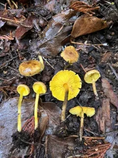 Yellow-gilled Cypress Lepiota thumbnail 2