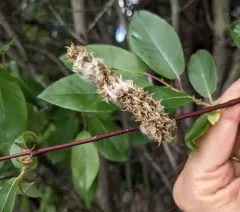 False Mountain Willow thumbnail 4