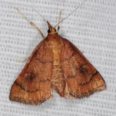 Mint Root Borer Moth thumbnail 3