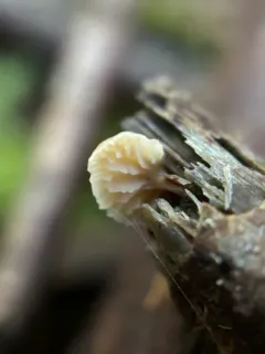 Lentinellus flabelliformis thumbnail 3