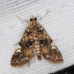 Waterlily Borer Moth thumbnail 4