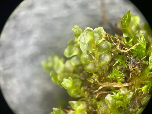 Sharp Earwort