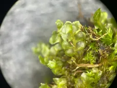 Sharp Earwort thumbnail 1