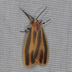Painted Lichen Moth thumbnail 3