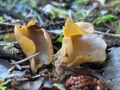 Otidea leporina thumbnail 4