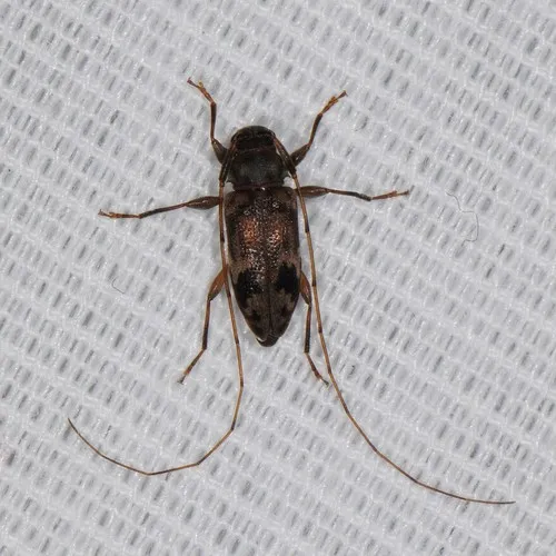 Oak Long-horned Beetle