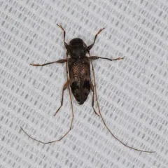 Oak Long-horned Beetle thumbnail 1