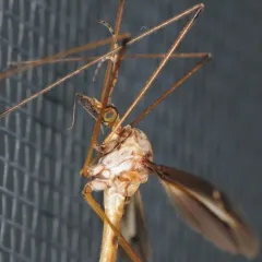 Tipula tricolor thumbnail 4