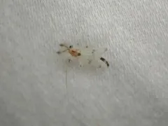 Stenochironomus colei thumbnail 3