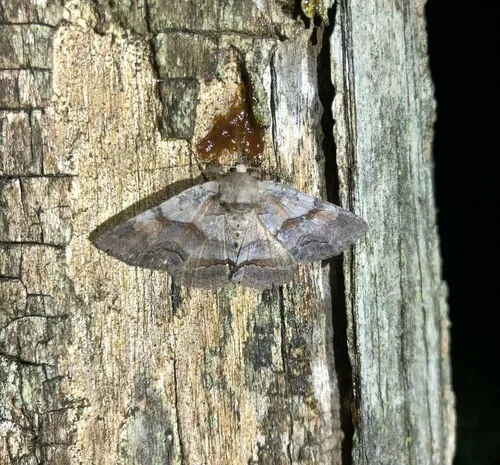 Gray-banded Zale Moth
