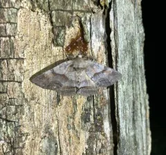 Gray-banded Zale Moth thumbnail 1