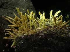 Homaxinella amphispicula thumbnail 4