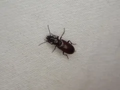 Stink Beetle thumbnail 3