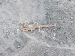 Beck's Desert Scorpion thumbnail 2