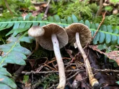 Inocybe nigrodisca thumbnail 3