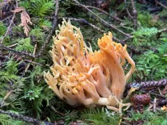 Ramaria sandaracina thumbnail 4