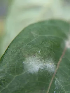 Erysiphe lonicerae thumbnail 2