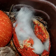 Black Bread Mold thumbnail 4