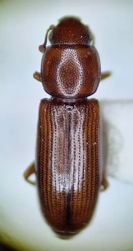 Rhizophagus grouvellei