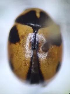 White-fronted Spurleg thumbnail 2