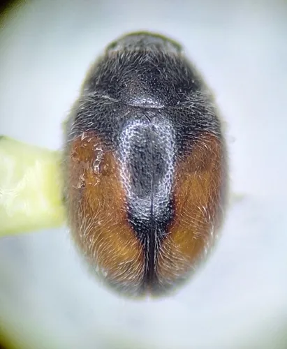 Nephus georgei