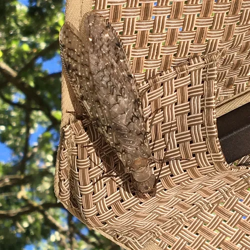 Eastern Dobsonfly