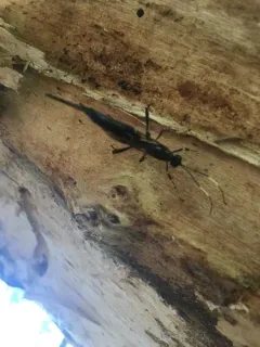 Xorides stigmapterus thumbnail 3