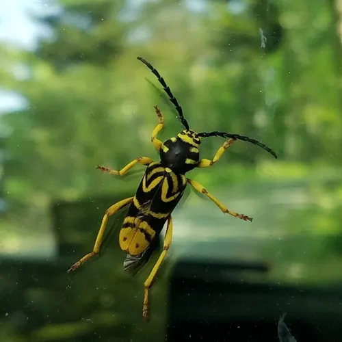 Sugar Maple Borer