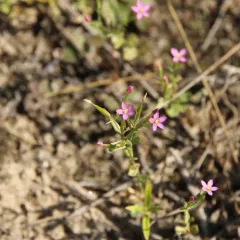 Lesser Centaury thumbnail 4