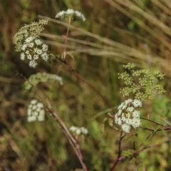 water hemlock thumbnail 3