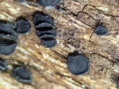 Patellaria atrata thumbnail 3