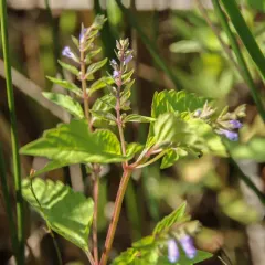 side-flowering skullcap thumbnail 3