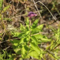 spotted Joe-Pye weed thumbnail 4
