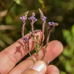 blue vervain thumbnail 2