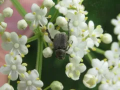 Modest Chafer thumbnail 4