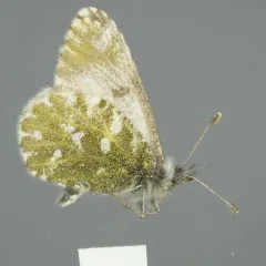 Northern Marble thumbnail 1