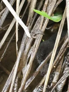 Western Water Shrew thumbnail 2