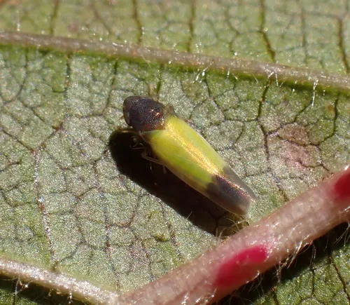 Erythridula bitincta