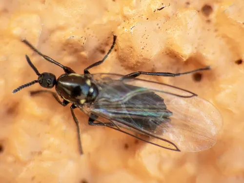 Black Compost Fly