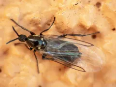 Black Compost Fly thumbnail 1