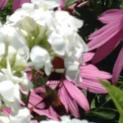 Hummingbird Clearwing thumbnail 2