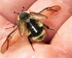 Lichnanthe rathvoni thumbnail 1