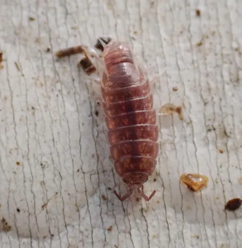 Riparian Woodlouse