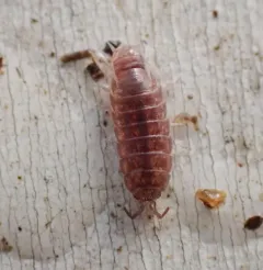 Riparian Woodlouse thumbnail 1